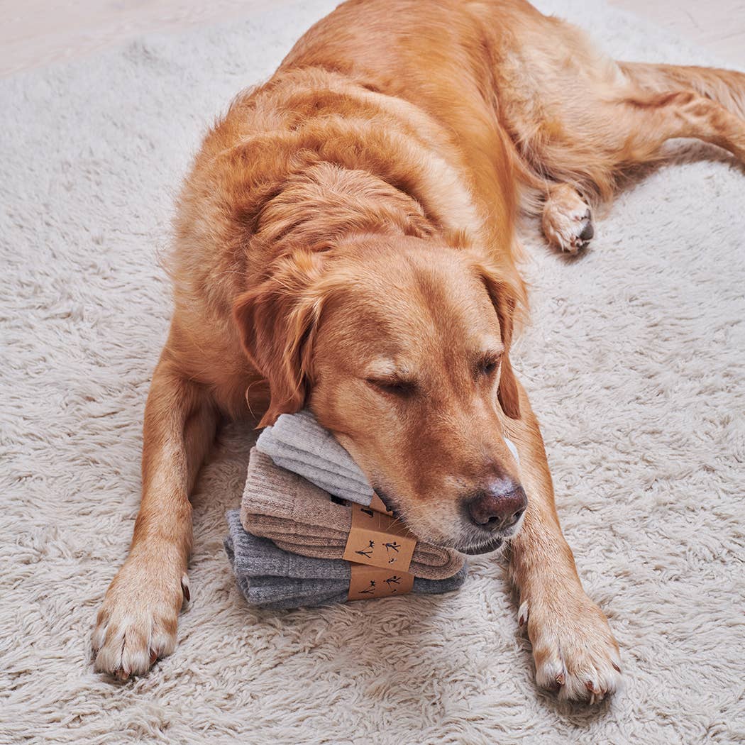 Sweet William Wollsocken - Blonde Labrador