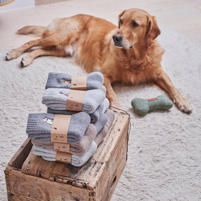 Sweet William Wollsocken - Blonde Labrador