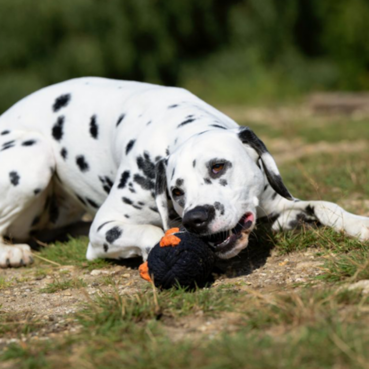 Poldi Penguin - cult toy for dogs