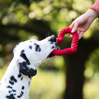 Hertha Heart - cult toy for dogs