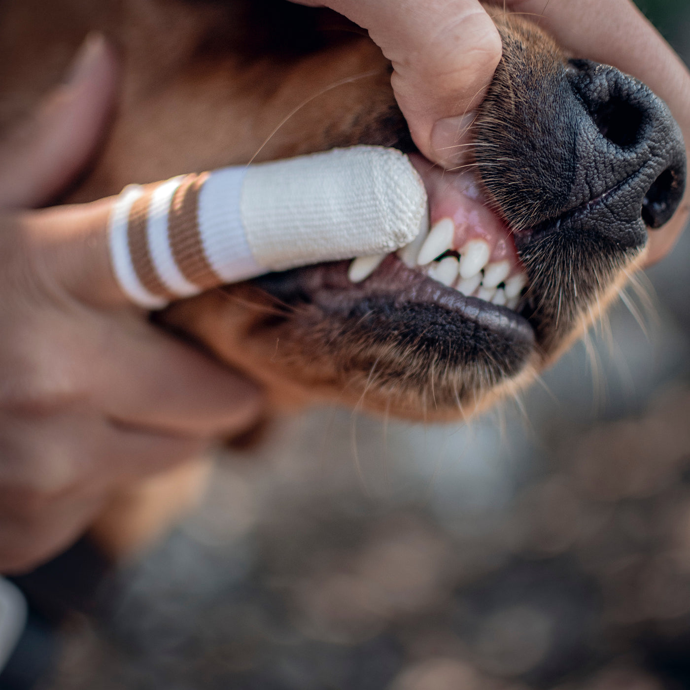 DOG TOOTHPASTE LILADENT