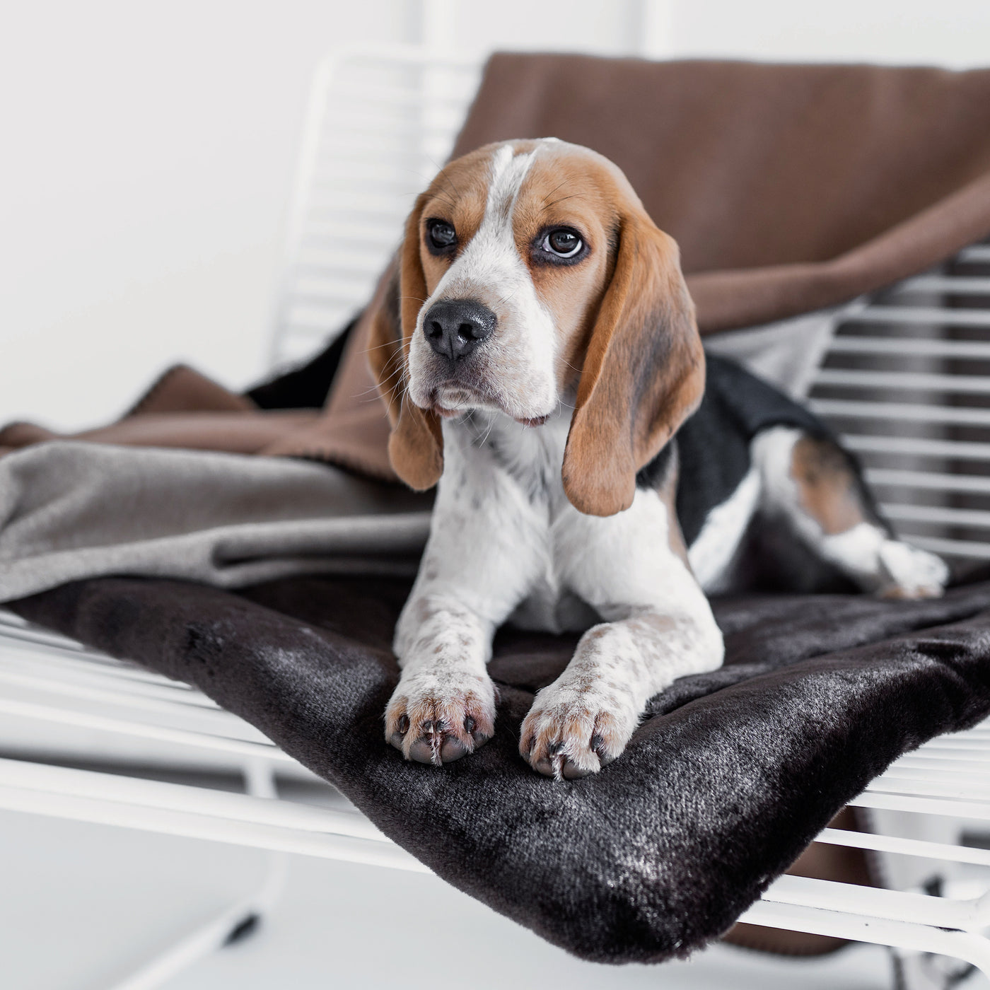 Szenebild süßer Beagle auf braunem Webpelz Hundekissen auf Sessel. Mit brauner Wolldecke und weisser Stuckwand im Hintergrund.