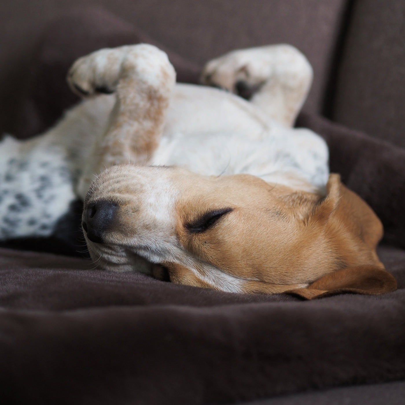 Szenebild schlafender Beagle liegt auf braunem Webpelz Hundekissen mit den Pfoten zur Decke gerichtet. Den Hintergrund bildet eine braune Couch.